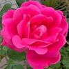 loulou969
